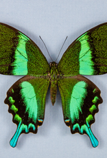 Papilio blumei blumei M A1 Sulawesi Island, Indonesia