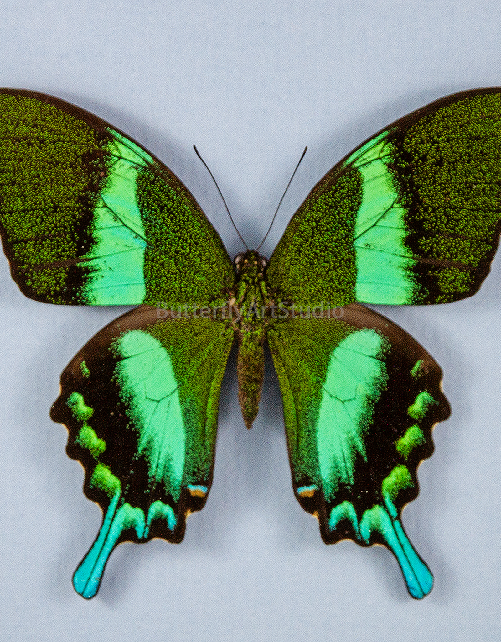 Papilio blumei blumei M A1 Sulawesi Island, Indonesia