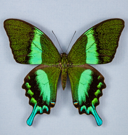 Papilio blumei blumei M A1 Sulawesi Island, Indonesia