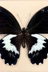 Papilio gambrisius gambrisius M A1 Indonesia