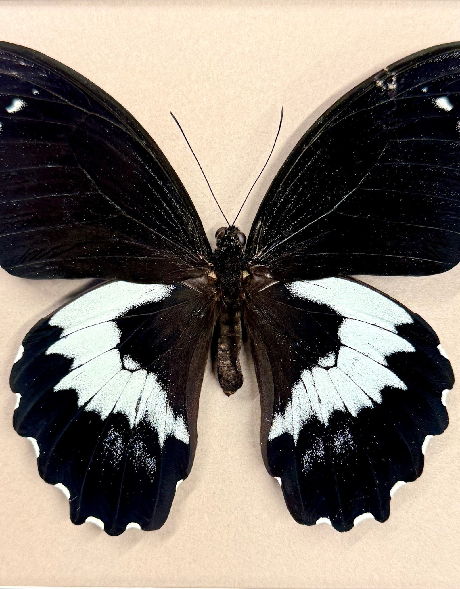 Papilio gambrisius gambrisius M A1 Indonesia