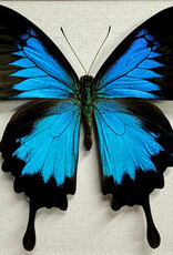 Papilio ulysses ulysses M A1/A1- Seram Island, Indonesia