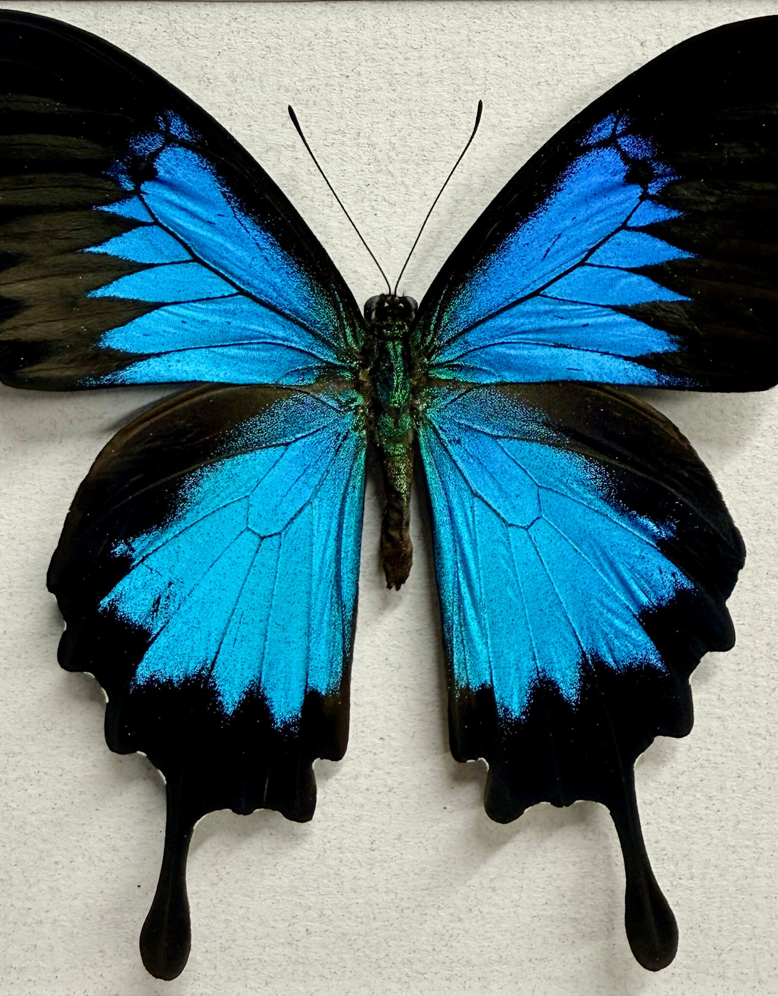 Papilio ulysses ulysses M A1/A1- Seram Island, Indonesia