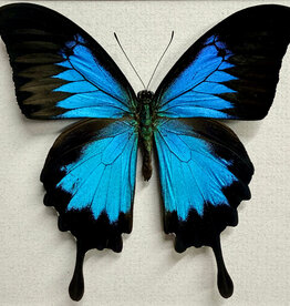 Papilio ulysses ulysses M A1/A1- Seram Island, Indonesia