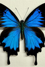 Papilio ulysses ulysses M A1 Seram Island, Indonesia