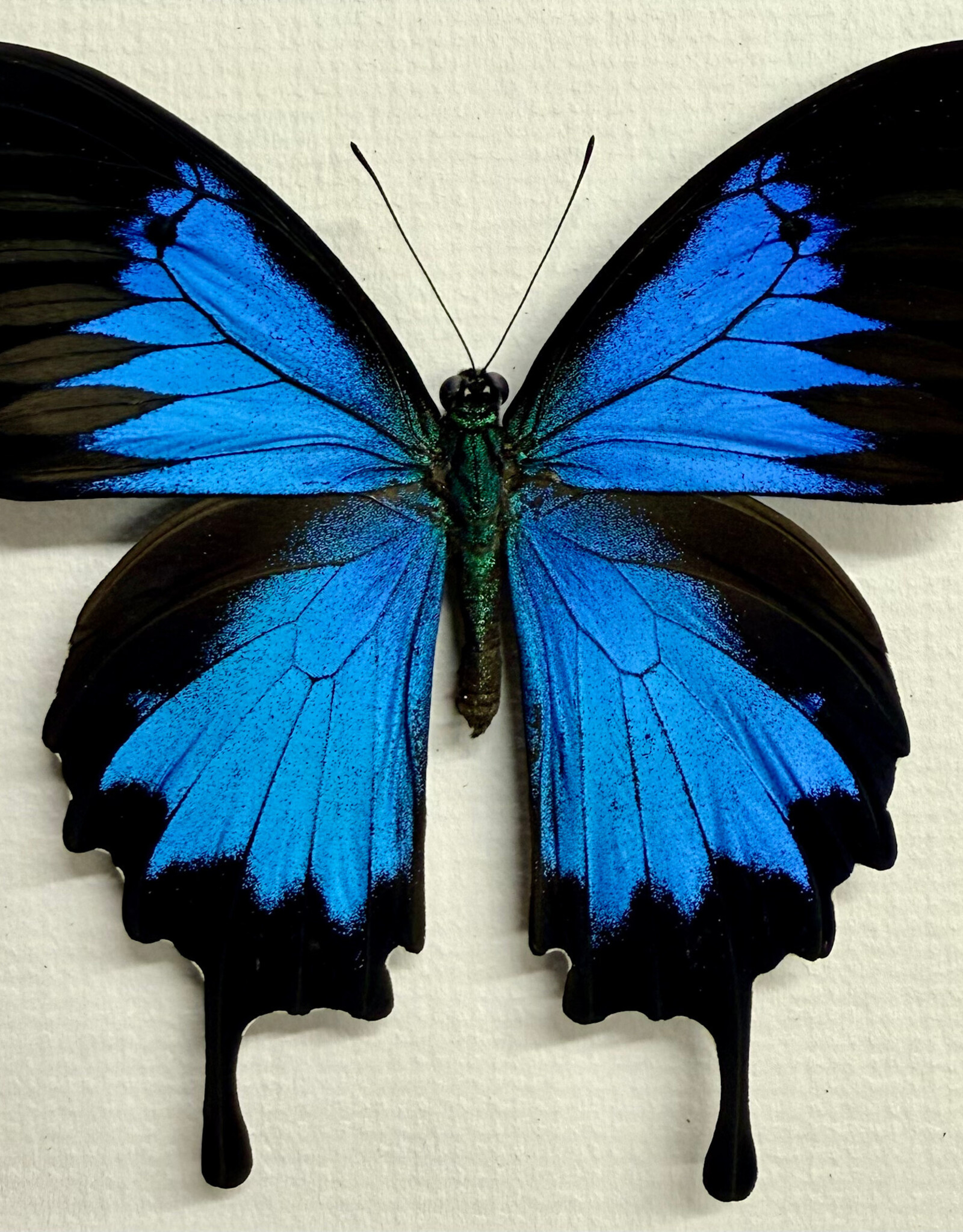 Papilio ulysses ulysses M A1/A1- Seram Island, Indonesia