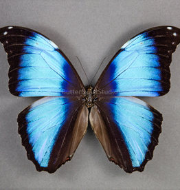 Morpho deidamia neoptolemus M A1/A1- Upper Huallaga Valley, Peru