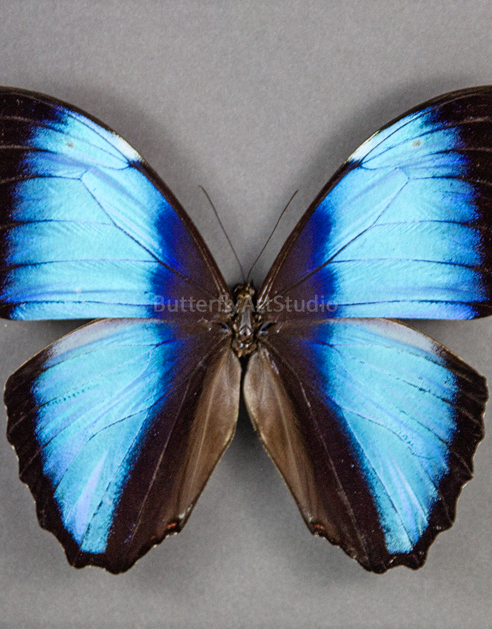 Morpho deidamia neoptolemus M A2 Upper Huallaga Valley, Peru