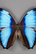 Morpho deidamia neoptolemus PAIR A1 Upper Huallaga Valley, Peru