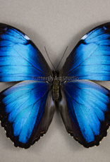 Morpho peleides peleides M A1 Upper Huallaga Valley, Peru