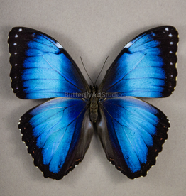 Morpho peleides peleides M A1 Upper Huallaga Valley, Peru