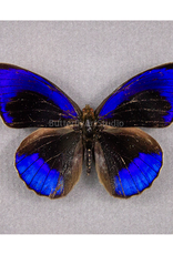 Eunica alpais alpais (E. a. cinara) M A1 Upper Huallaga Valley, Peru