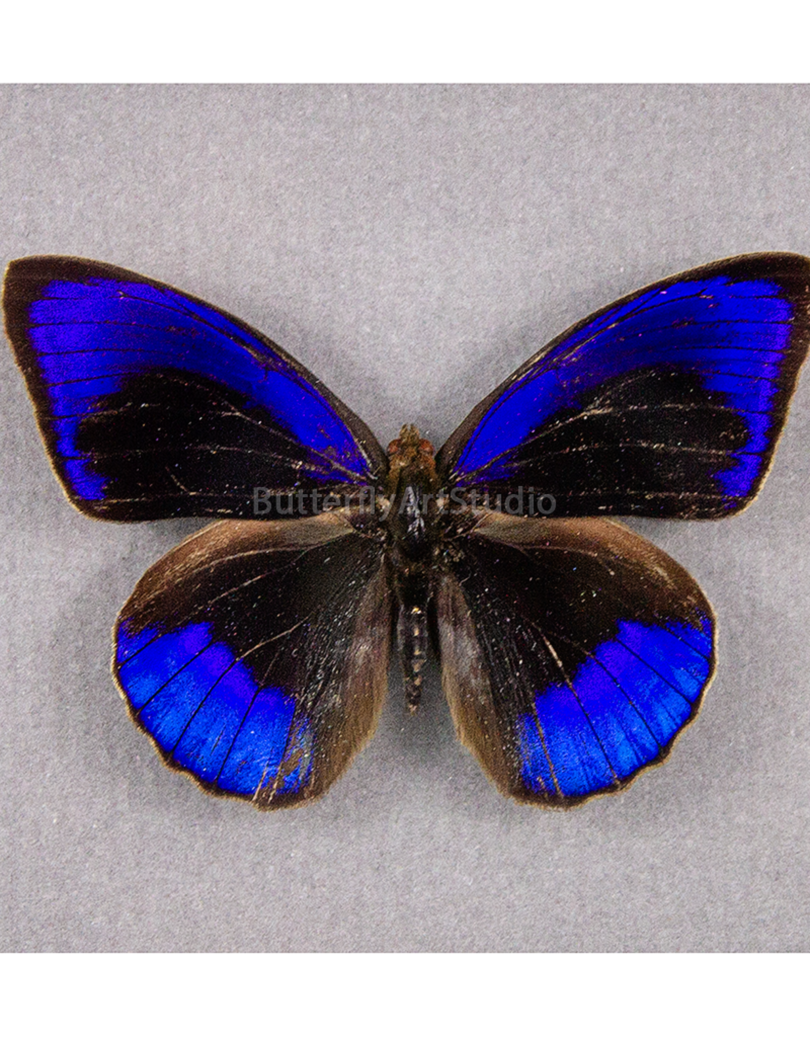 Eunica alpais alpais (E. a. cinara) M A1 Upper Huallaga Valley, Peru