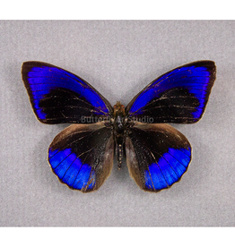 Eunica alpais alpais (E. a. cinara) M A1 Upper Huallaga Valley, Peru