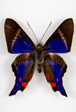 Rhetus periander M A1 Upper Huallaga Valley, Peru