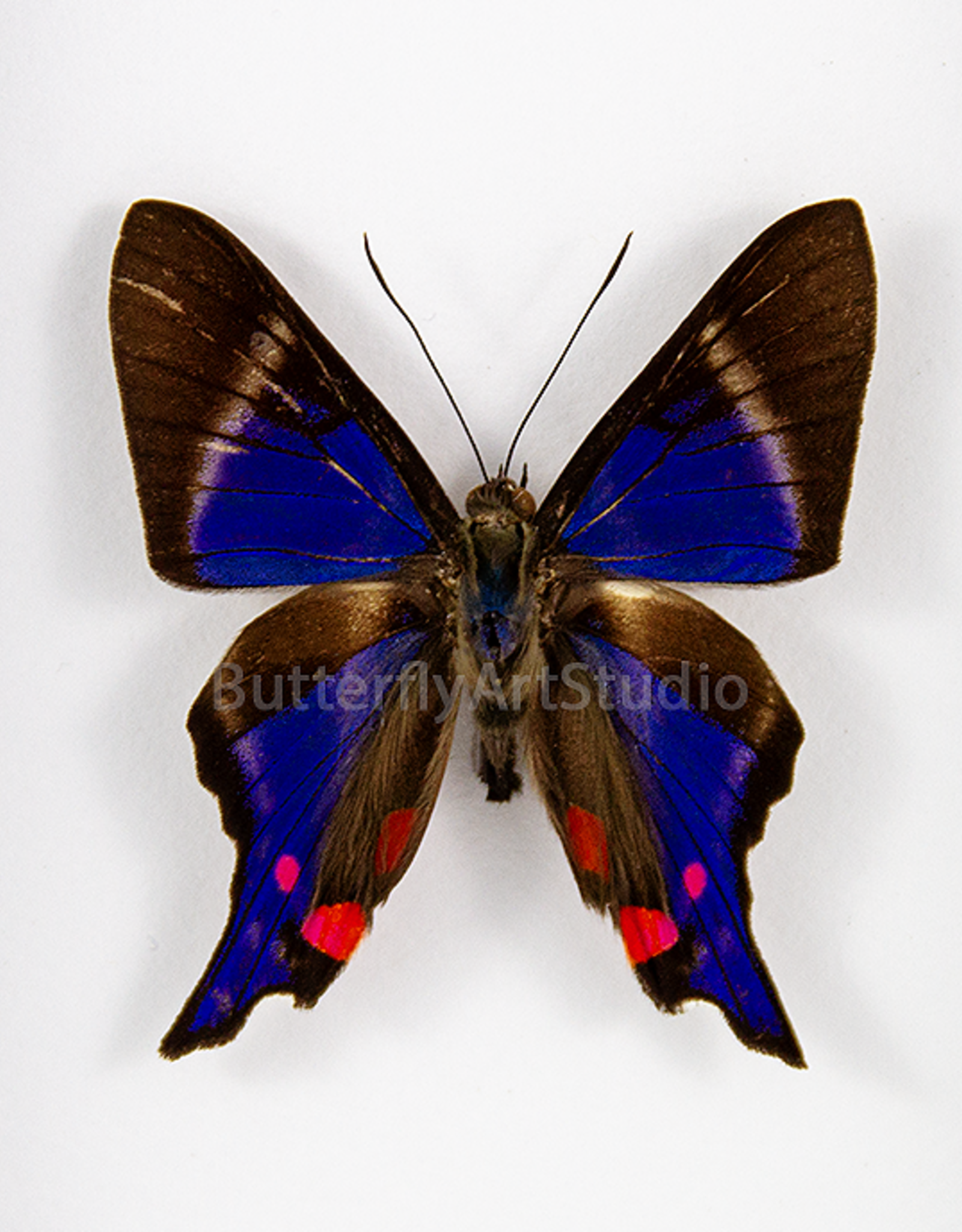 Rhetus periander M A1 Upper Huallaga Valley, Peru