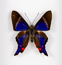 Rhetus periander M A1 Upper Huallaga Valley, Peru