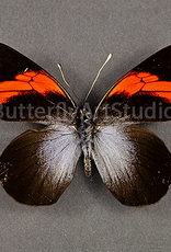 Pereute callinira M A1 Peru