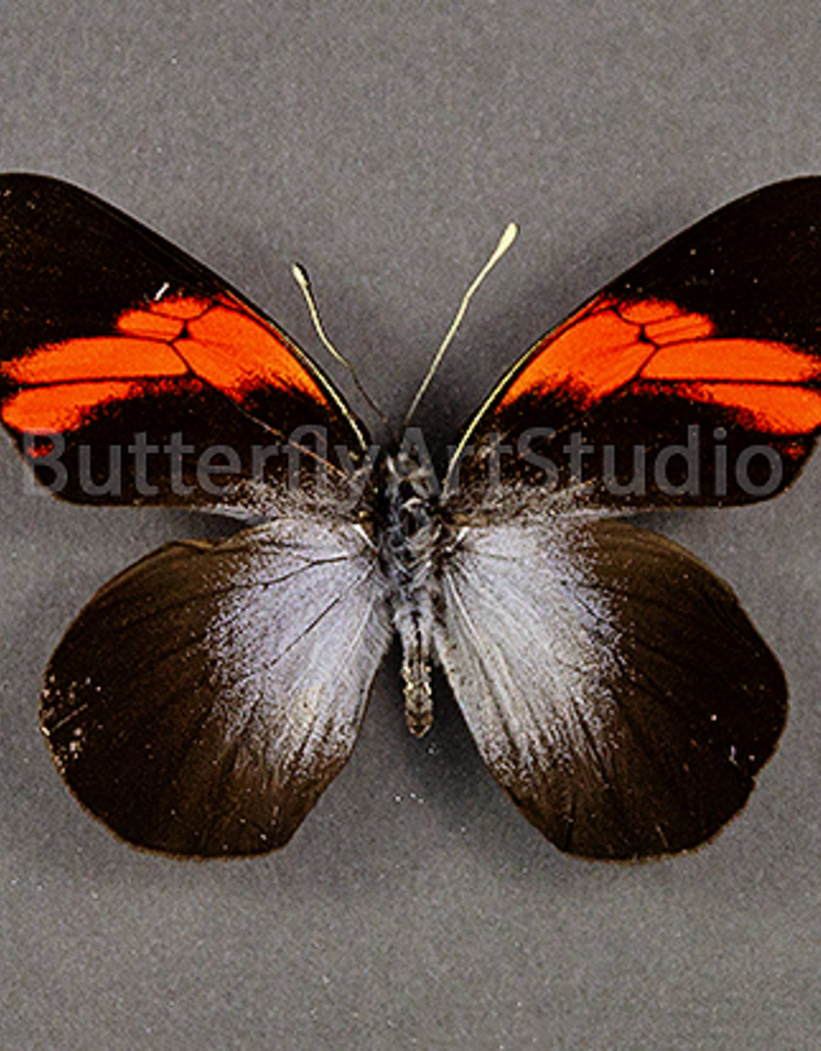 Pereute callinira M A1 Peru