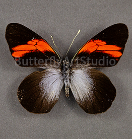 Pereute callinira M A1 Peru