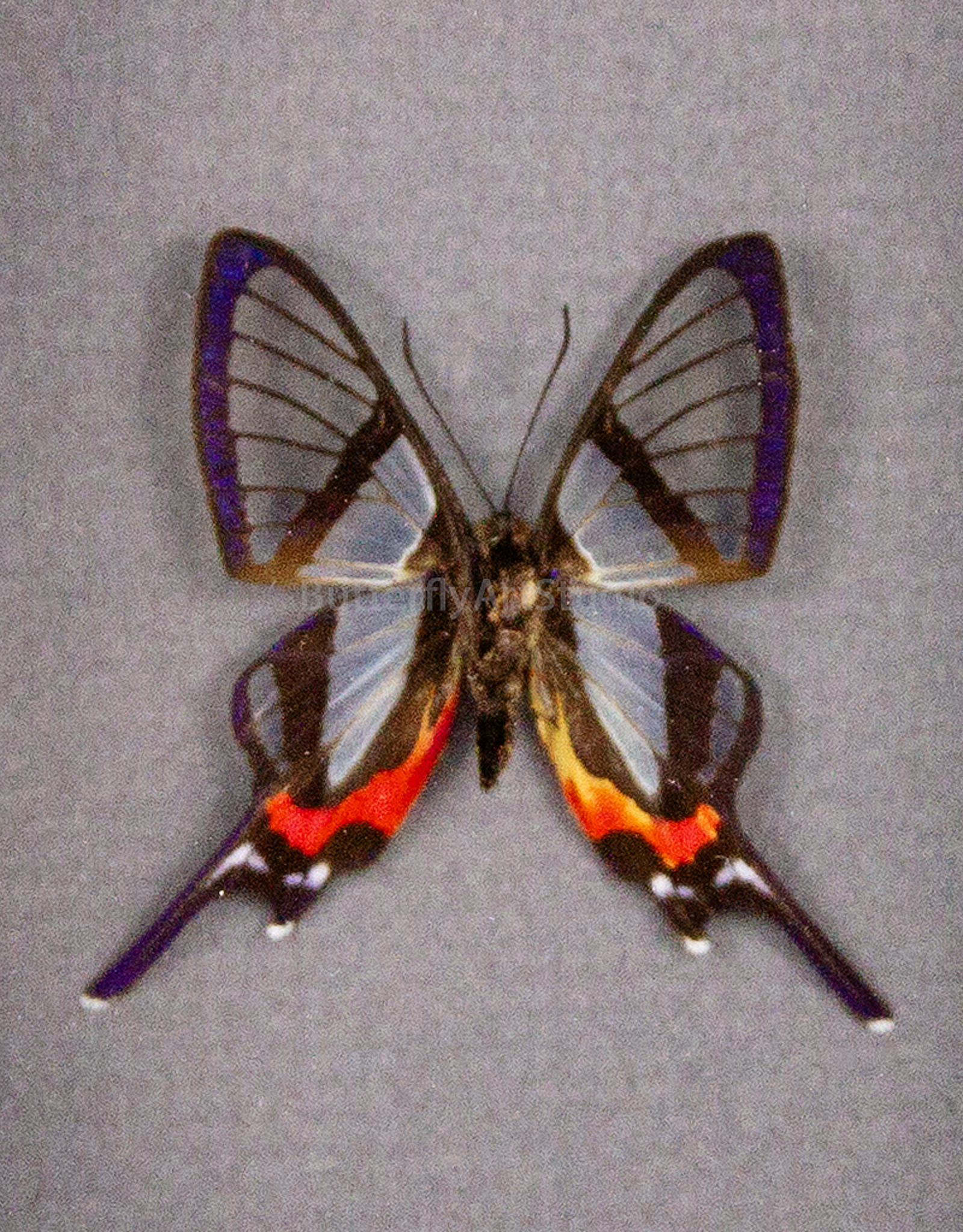 Chorinea sylphina M A1 Upper Huallaga Valley, Peru