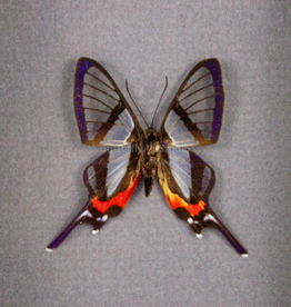 Chorinea sylphina M A1 Upper Huallaga Valley, Peru