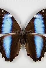 Morpho deidamia neoptolemus F A1 Upper Huallaga Valley, Peru