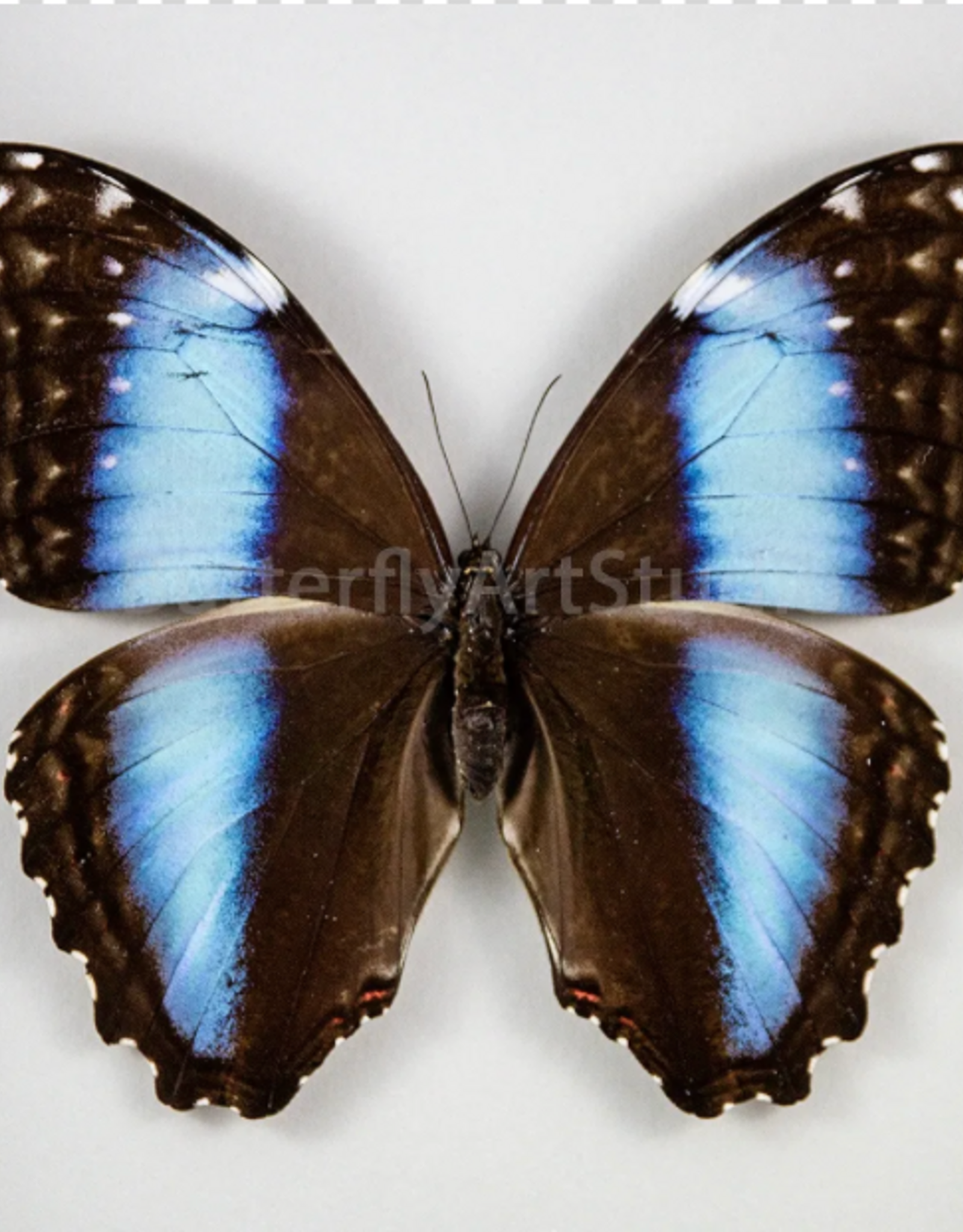 Morpho deidamia neoptolemus F A1 Upper Huallaga Valley, Peru