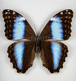 Morpho deidamia neoptolemus F A1 Upper Huallaga Valley, Peru