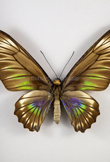 Trogonoptera trojana PAIR A1 Philippines