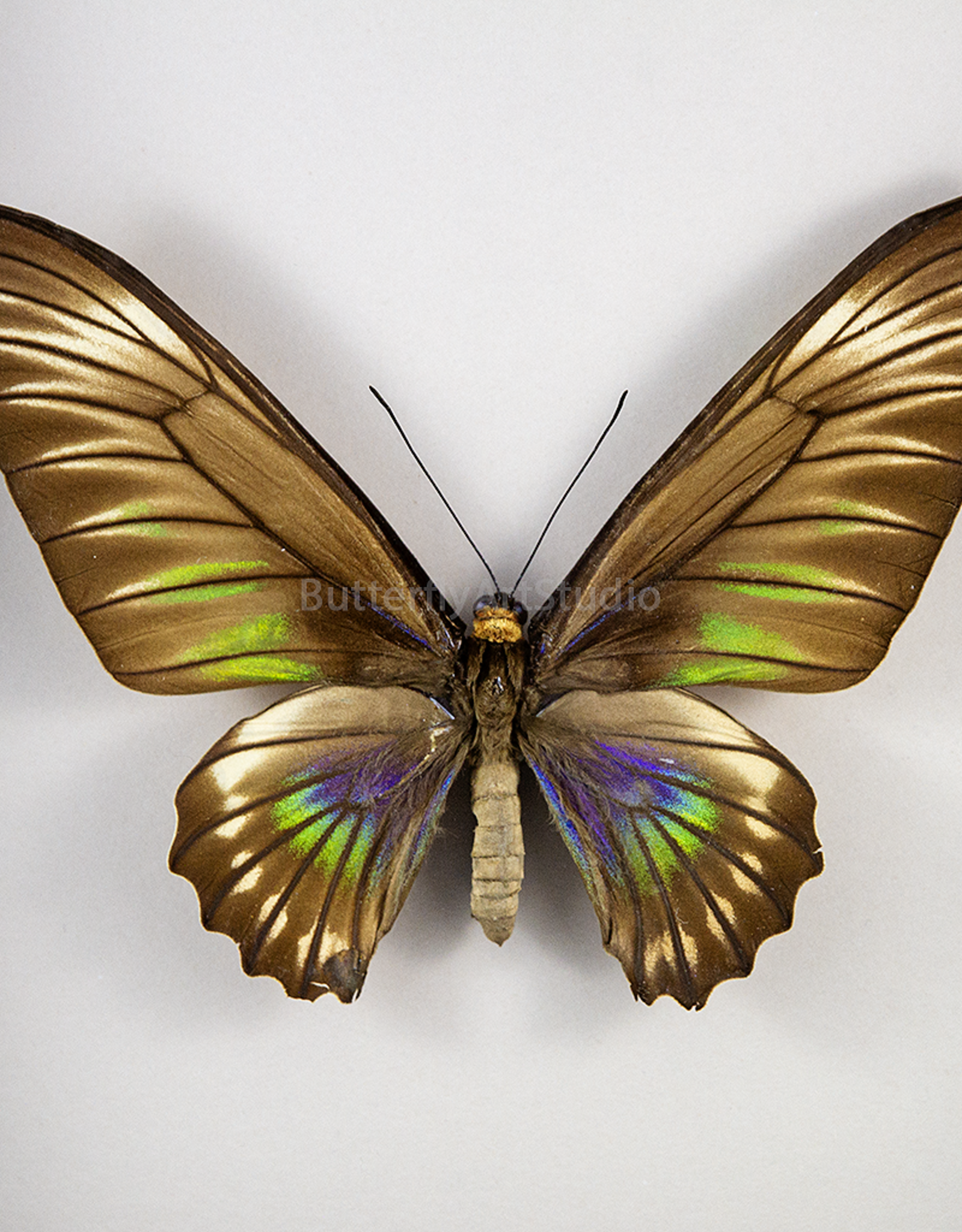 Trogonoptera trojana PAIR A1 Philippines