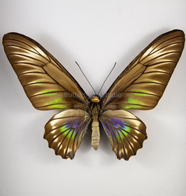 Trogonoptera trojana PAIR A1 Philippines