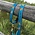 Upcountry Upcountry Jackson Hole Moose Collar 1"