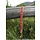 Upcountry Upcountry Red Jackson Hole Lead 5/8" narrow