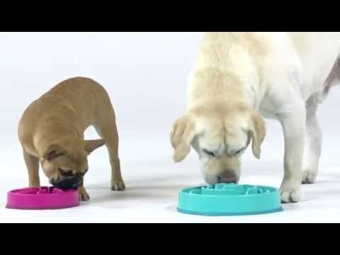 Outward Hound Fun Feeder Interactive Dog Bowl, Teal, Mini Teal