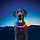 Nite Ize Nite Howl LED Collar Rechargeable Safety Necklace Disco Select