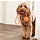 Tall Tails TTLS Tall Tails Floating Rope & Ball Orange 2pc