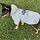 Mirage Pet Products Mirage WYO Social Distancing Dog Hoodie Sweatshirt