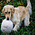 Huggle Hounds Huggle D Flc Ball  8" lg