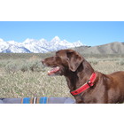 Ebinger Preston Preston Jackson Hole Moose Collar