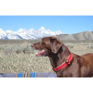 Preston dog sale training collar