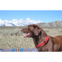 Ebinger Preston Preston Jackson Hole Moose Collar