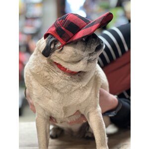PupLid Camper Hat  red plaid