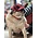 PupLid Camper Hat  red plaid