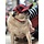 PupLid Camper Hat  red plaid