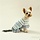Serendipity Alpaca Dog Poncho