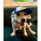 PupLid Smiley Foam Trucker Hat