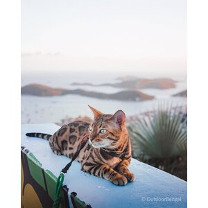 Outdoor Bengal Cat Leashes w stainless carabiner