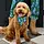 The Foggy Dog Tiger Queen Dog Bandana