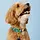 The Foggy Dog Tiger Queen Dog Collar